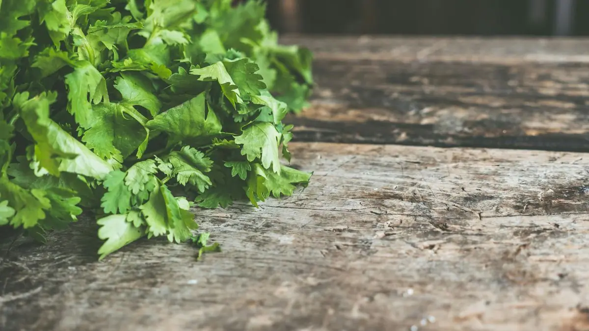 Best Methods To Store Coriander Leaves Without Wilting