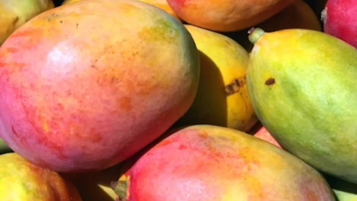 Delicious Mango Recipes You Can’t Miss This Summer