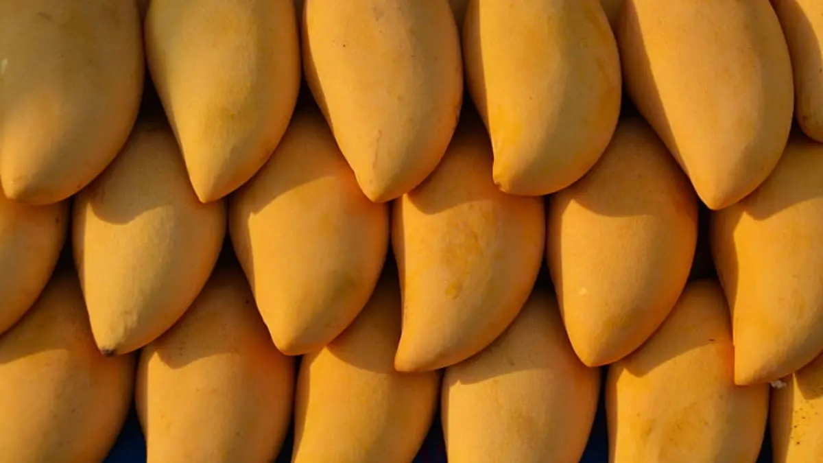 Best Mango Varieties in India: Alphonso, Kesar, Dasheri & More